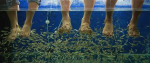 What is Fish Spa